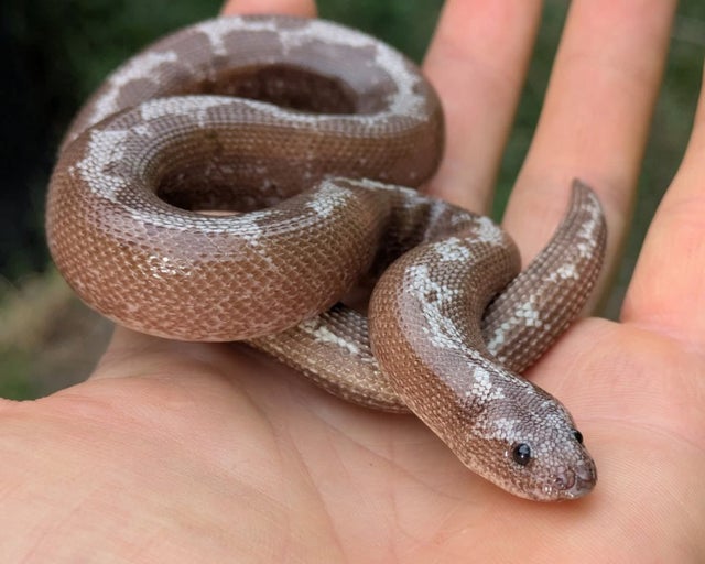 Anery Stripe Kenyan Sand Boa Male 55g