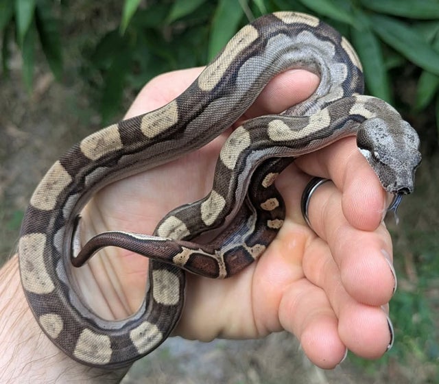 Motley Boa Constrictor Male ~1.5FT