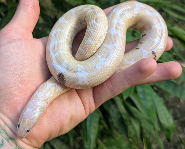 Paradox Snow Kenyan Sand Boa Female 127 grams
