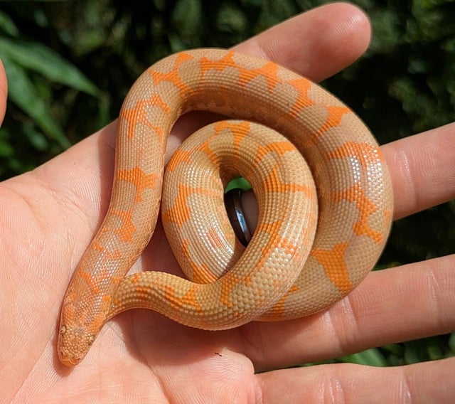 Albino Kenyan Sand Boa Male 42 grams
