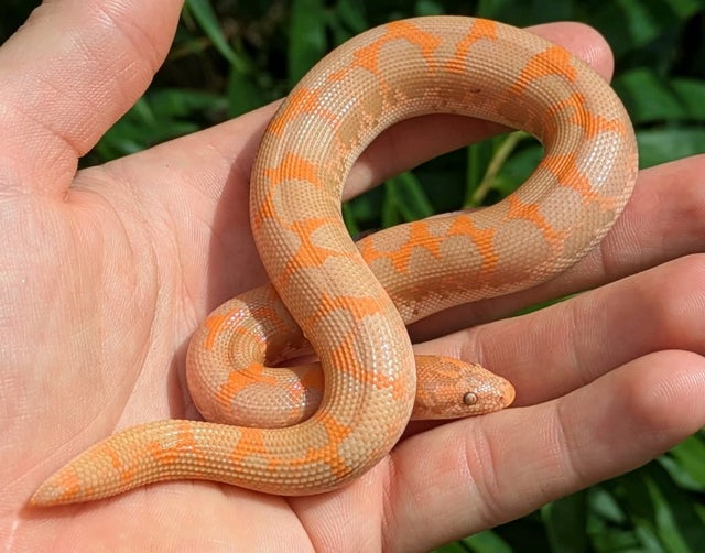 Albino Kenyan Sand Boa Male 42 grams