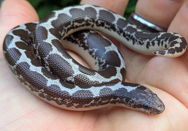 Anery Kenyan Sand Boa Female 23 grams