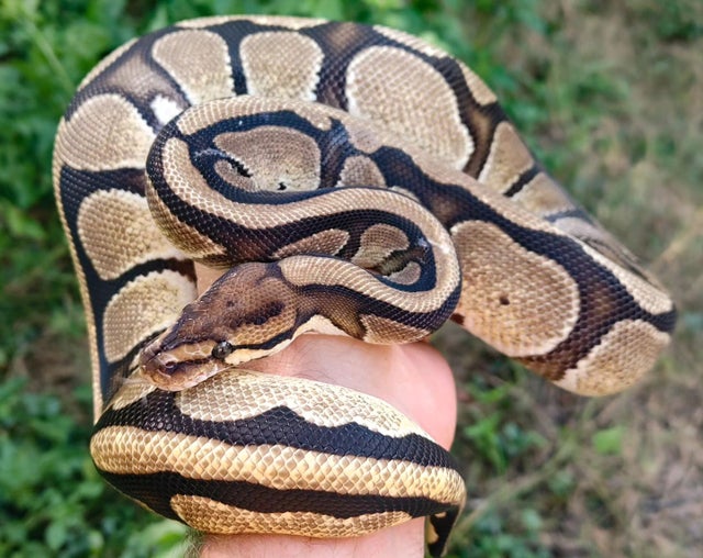 Cypress Ball Python Female 857g