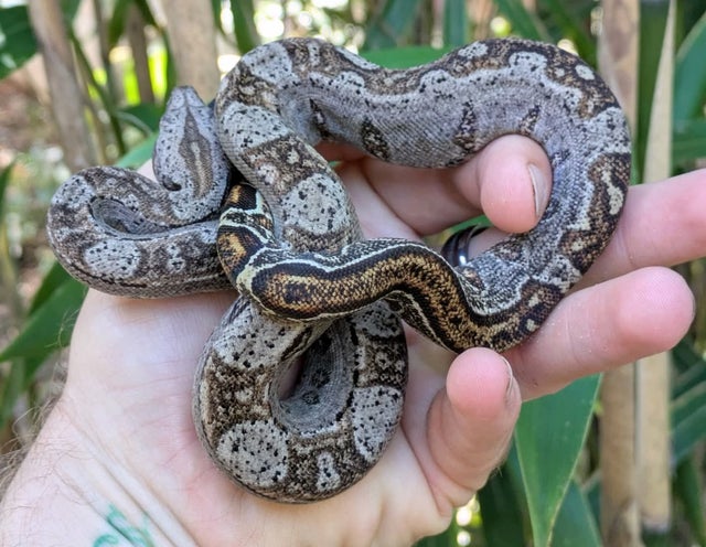 Sonoran 66% Het Leopard Boa Constrictor Male ~1.5FT