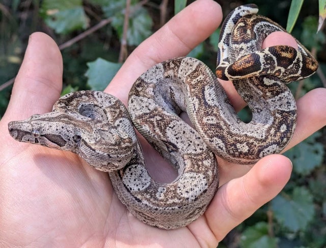 Sonoran 66% Het Leopard Boa Constrictor Male ~1.5FT