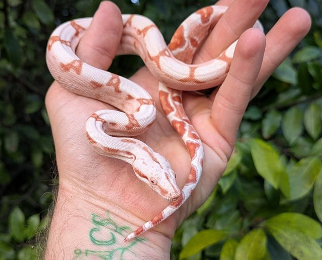 Kahl Sunglow Boa Constrictor Male ~1.5FT