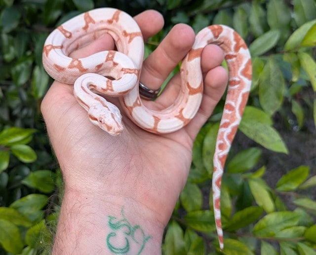 Kahl Sunglow Boa Constrictor Male ~1.5FT