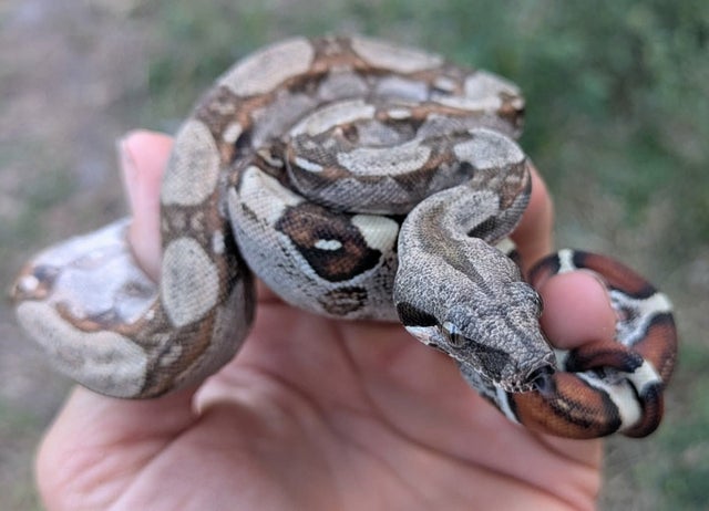 66% Het VPI Boa Constrictor Female ~1.5FT