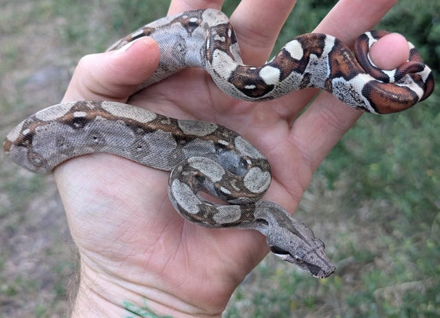 66% Het VPI Boa Constrictor Female ~1.5FT