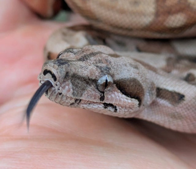 Hypo 66% Het VPI Boa Constrictor Female ~1.5FT