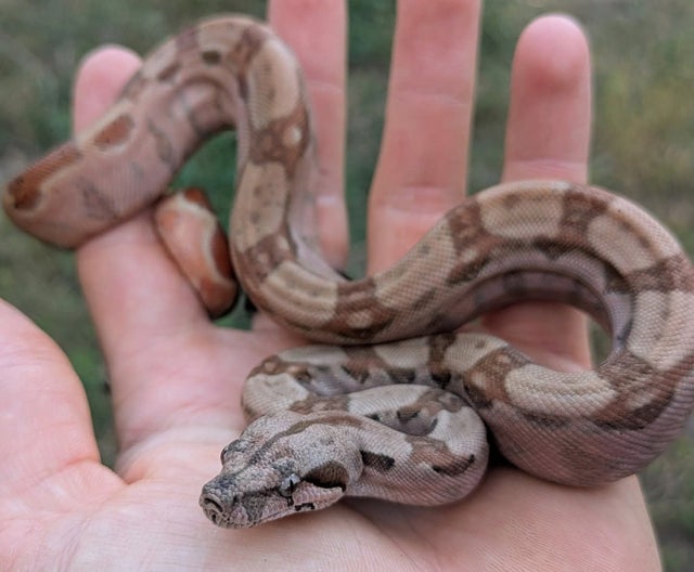 Hypo 66% Het VPI Boa Constrictor Female ~1.5FT