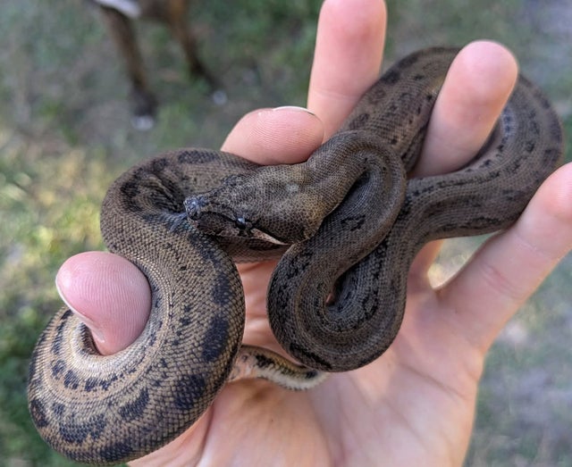 Eclipse ( Motley Leopard ) 50% Het Kahl Albino Boa Constrictor Male ~1.5FT