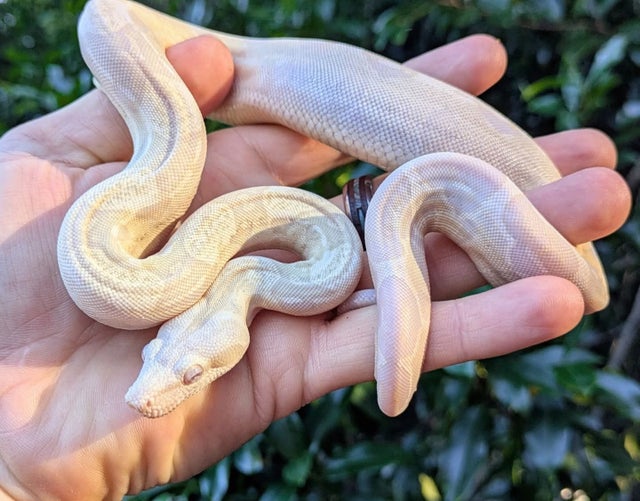 Kahl Snow (Anery Albino) Boa Constrictor Female ~1.5FT
