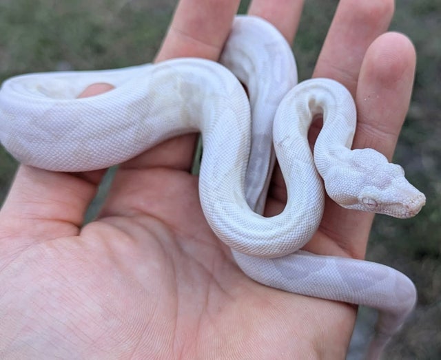 Kahl Moonglow (Hypo Anery Albino) Boa Constrictor Female ~1.5FT