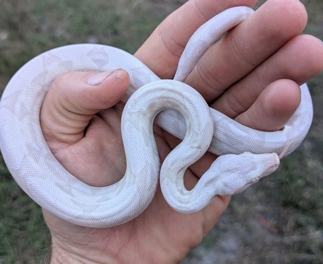 Kahl Moonglow (Hypo Anery Albino) Boa Constrictor Female ~1.5FT