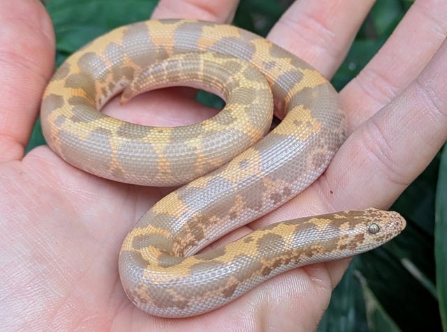 Albino 100% Het Anery Kenyan Sand Boa Female 36g