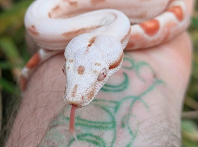 A plus Kahl Sunglow (Hypo Albino) Boa Constrictor Male ~1.5FT