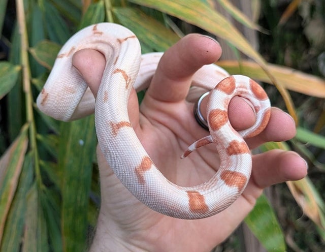 A plus Kahl Sunglow (Hypo Albino) Boa Constrictor Male ~1.5FT