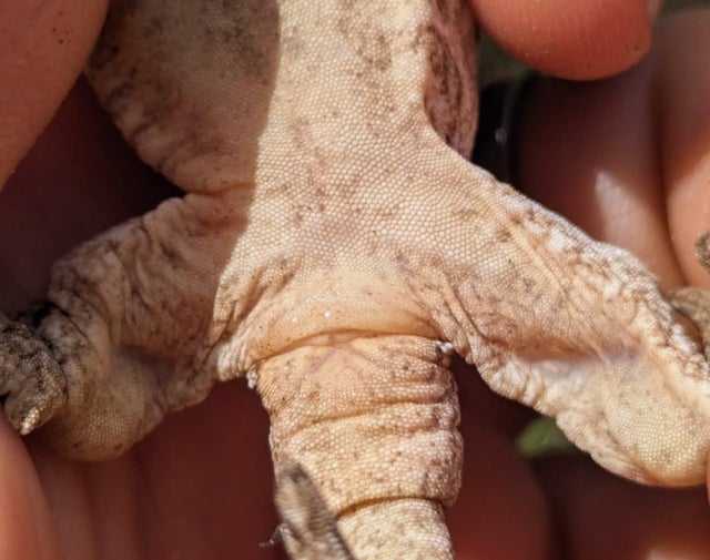 Pine Island Leachianus Gecko Female 22 grams #336