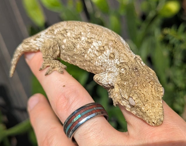 Pine Island Leachianus Gecko Female 22 grams #336