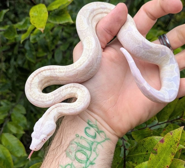 Kahl Snow ( Anery Albino ) Boa Constrictor Male ~1.5FT