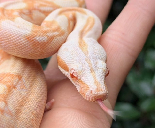 Sharp Albino Boa Constrictor Male ~2FT