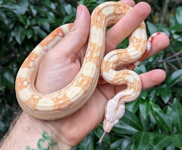 Sharp Albino Boa Constrictor Male ~2FT