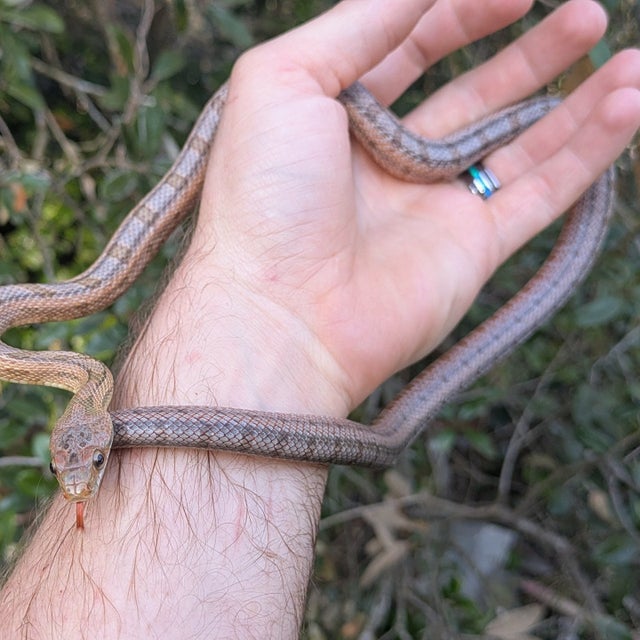 Texas Baird's Rat Snake Female ~2.5FT