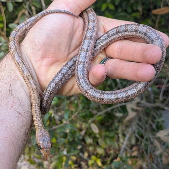 Texas Baird's Rat Snake Female ~2.5FT