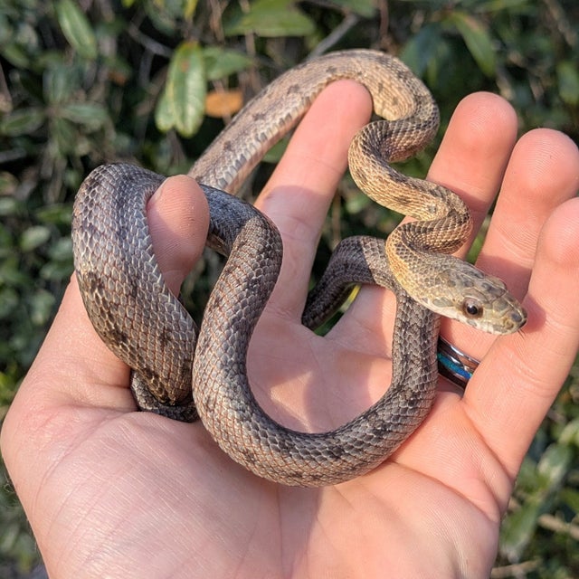 Texas/ Mexican Baird's Rat Snake Female ~2.5FT
