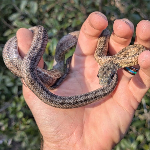 Texas/ Mexican Baird's Rat Snake Female ~2.5FT