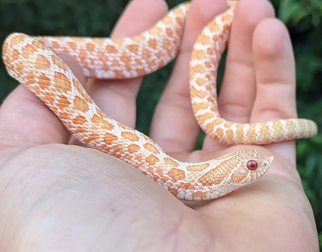Albino Arctic 100% Het Sable Western Hognose Male 35 grams