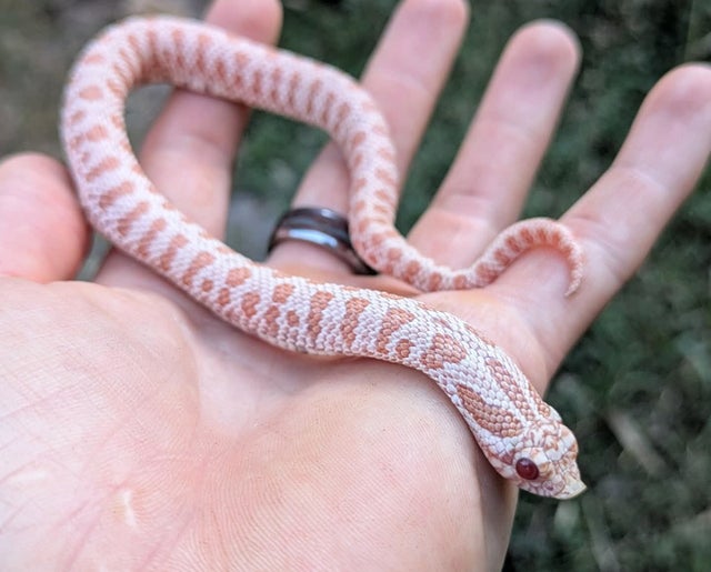 Albino Super Arctic 66% Het Lavender Toffee Western Hognose Male 24 grams