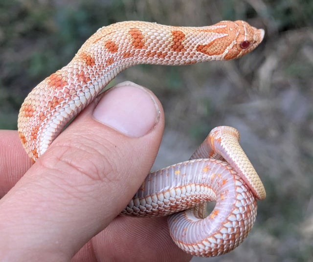 Albino Anaconda Western Hognose Female 10 grams