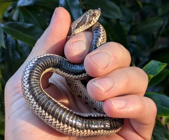 Anaconda Western Hognose Male 34 grams