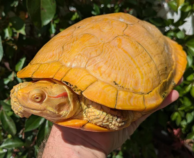 Adult Female Albino Red Eared Slider Female ~10 Inch Shell