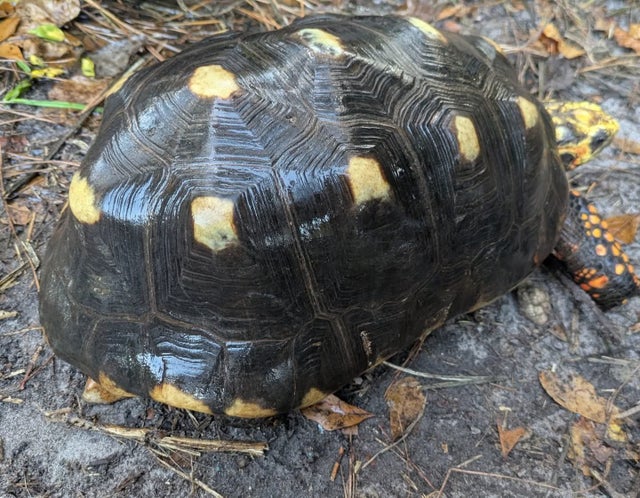 Proven USCBB Extra Large Red Foot Tortoise Female ~12 Inch shell