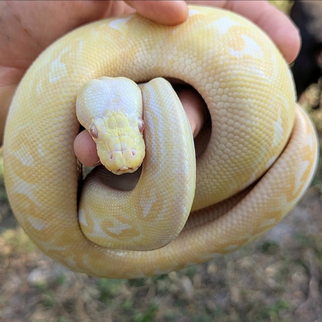 Black Pewter Albino Ball Python Female 291g