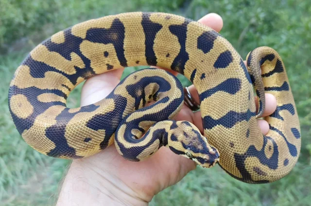 Pastel Enchi Acid Ball Python Female 354g