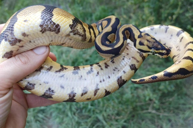Pastel Enchi Acid Ball Python Female 354g