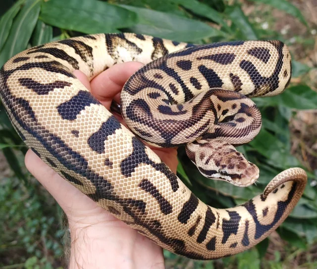 Pastel Leopard Spotnose Ball Python Female 851g