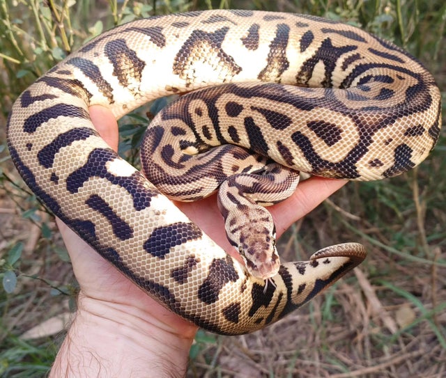 Pastel Leopard Spotnose Ball Python Female 851g