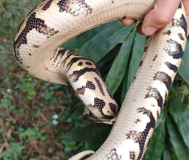 Pastel Leopard Spotnose Ball Python Female 851g