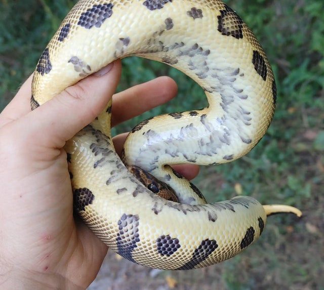 A Leopard Clown Ball Python Male 467g