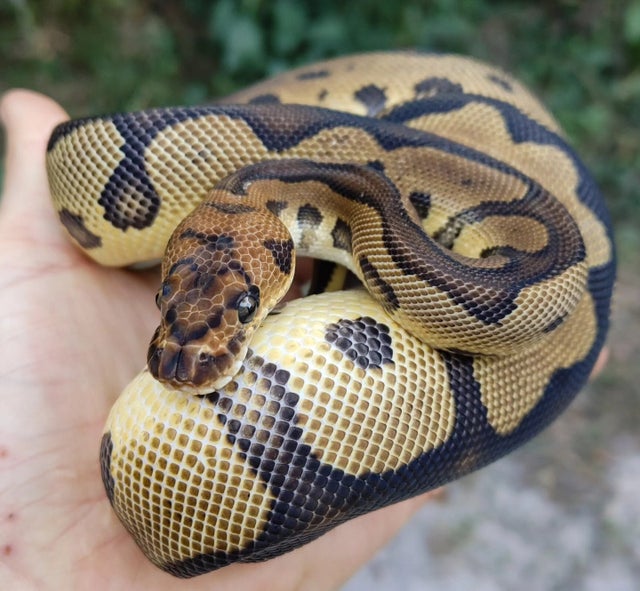 A Leopard Clown Ball Python Male 467g