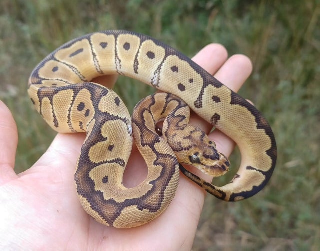 Clown Ball Python Female 120g