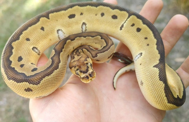 Reduced Pattern Clown Ball Python Female 133g