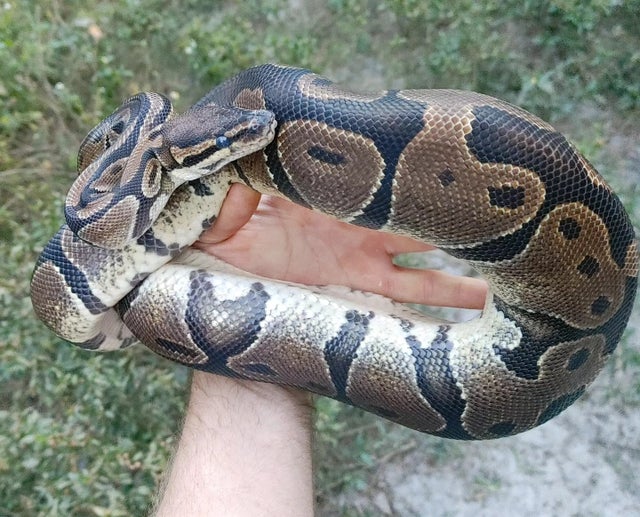 Normal Ball Python Female 1509g Just hit Breeding size!