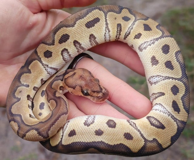 A Clown Ball Python Female 149g