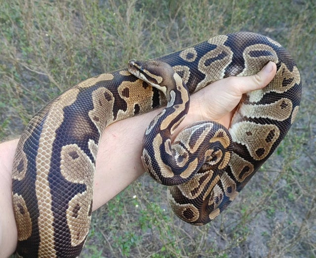 Proven 100% Het Pied Female Ball Python 3149g